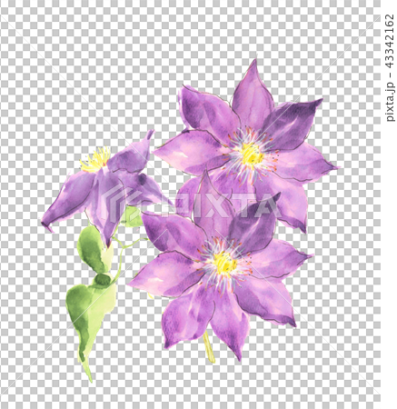 Clematis tessen Clematis tessen 43342162
