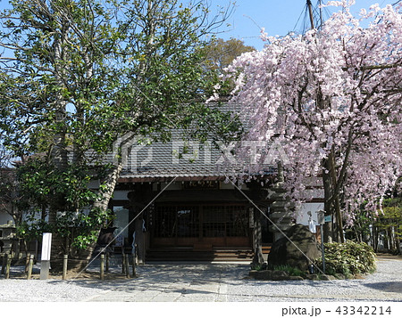 八重紅枝垂が咲く流山市の光明院（本堂） 43342214