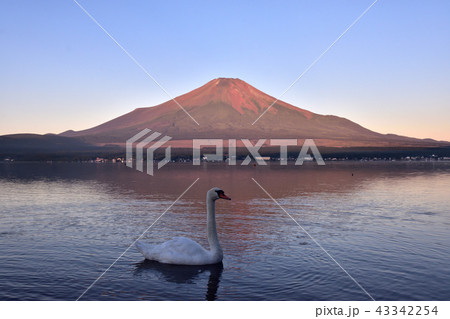 赤富士と白鳥 43342254