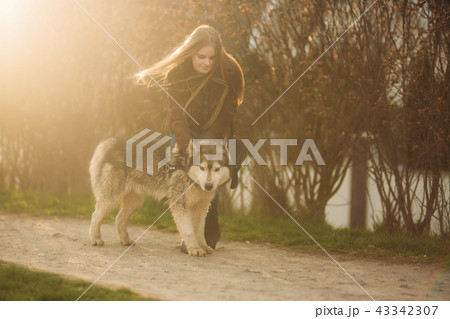 Blonde lady model poses to photographer with husky dog Blonde lady model poses to photographer with husky dog 43342307