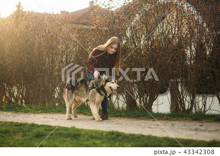Blonde lady model poses to photographer with husky dog Blonde lady model poses to photographer with husky dog 43342308