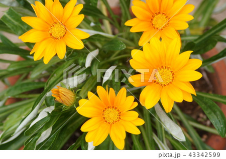 ガザニアの花 ガザニアの花 43342599