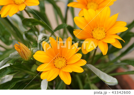 ガザニアの花の写真素材