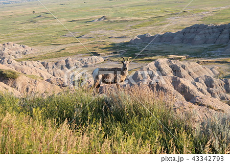 バッドランズ国立公園(Badlands National Park) バッドランズ国立公園(Badlands National Park) 43342793