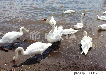 白鳥 白鳥 43342807