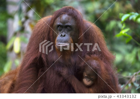 Orangutan with its baby, Indonesia wild life 43343132