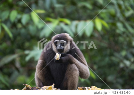 The Bornean white-bearded gibbon, Indonesia 43343140