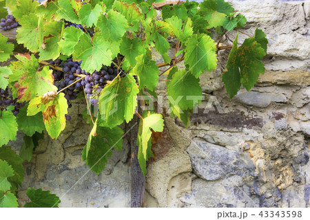 Grapevine with grapes grown on the wall Grapevine with grapes grown on the wall 43343598