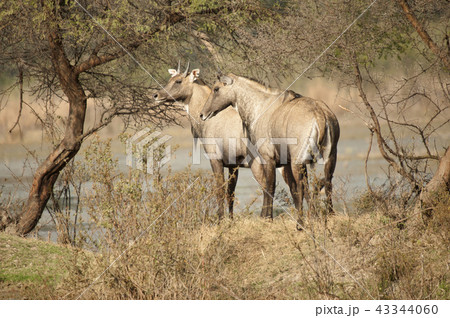 The nilgai or blue bull or Boselaphus tragocamelus The nilgai or blue bull or Boselaphus tragocamelus 43344060
