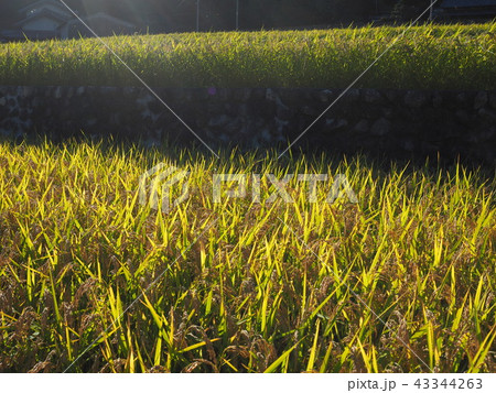 稲穂 43344263