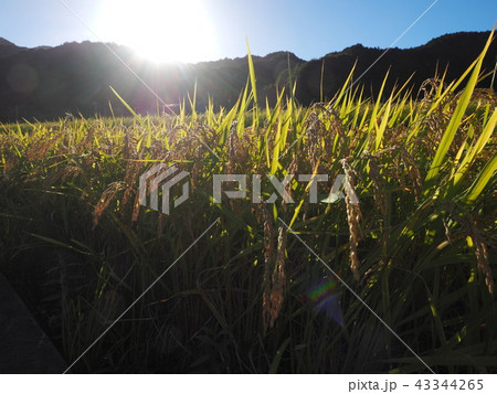 稲穂 43344265