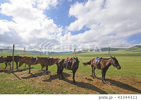 モンゴルの遊牧民の馬 モンゴルの遊牧民の馬 43344311
