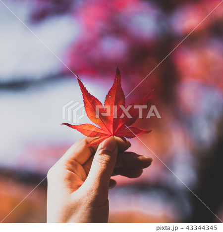 紅葉 カエデ 秋 43344345