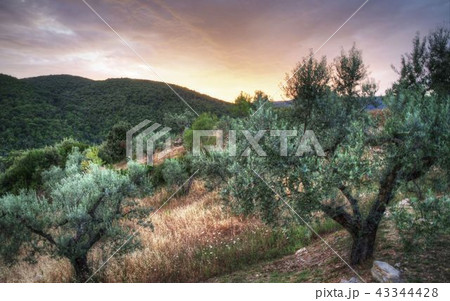 Summertime in Tuscany, Italy Summertime in Tuscany, Italy 43344428