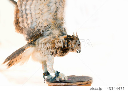 フクロウショー 43344475