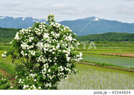北海道蘭越町の田園の中で咲くあじさいの木を撮影 43344834