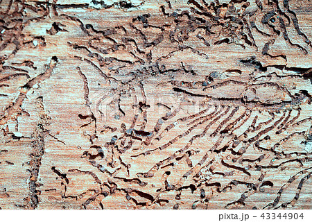 the tunnels of the bark beetle 43344904
