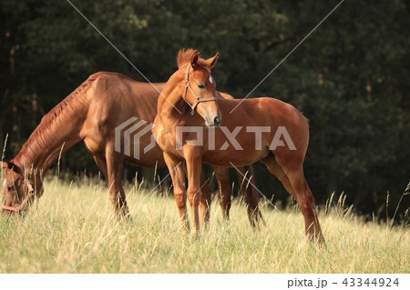 Horses in the pasture, Poland 43344924