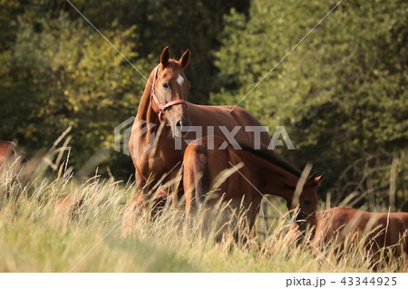 Horses in the pasture, Poland 43344925