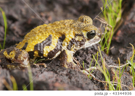 Amboli toad Western Ghats of India Amboli toad Western Ghats of India 43344936