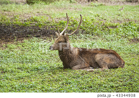 Sambar or rusa or cervidae, Indian wildlife, 43344938