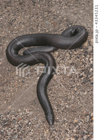 Indian sand boa, Eryx johnii, Maharashtra 43345231