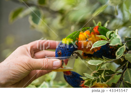 Man giving sweet nectar to Lorikeet Rainbow parrot 43345547