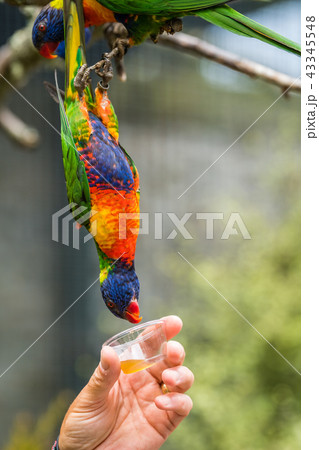 Man giving sweet nectar to Lorikeet Rainbow parrot 43345548