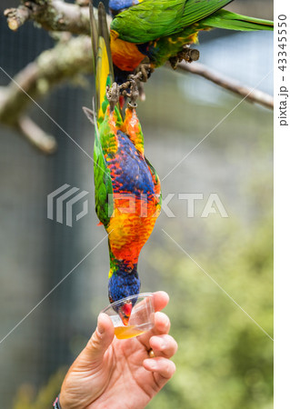 Man giving sweet nectar to Lorikeet Rainbow parrot Man giving sweet nectar to Lorikeet Rainbow parrot 43345550