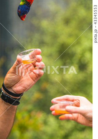 People providing sweet nectar to Lorikeets 43345553