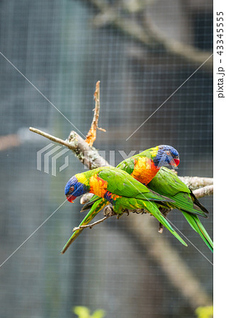 Colourful Rainbow parrots called Lorikeet 43345555