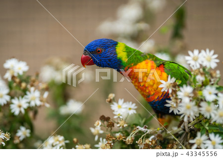 Colourful parrot Rainbow called Lorikeet 43345556