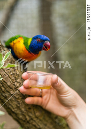 Woman feeding sweet nectar to Colourful parrot 43345557