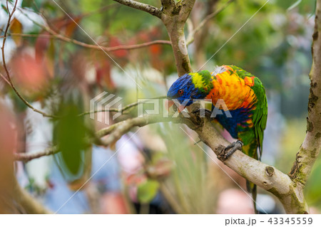 Lorikeet Rainbow Parrot on a tree 43345559