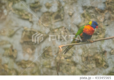 Colorful Lorikeet parrot in a cage 43345565