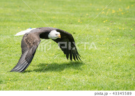 Bald eagle flying low over the ground Bald eagle flying low over the ground 43345589