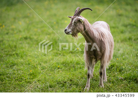 Goat standing on a grassy pasture 43345599