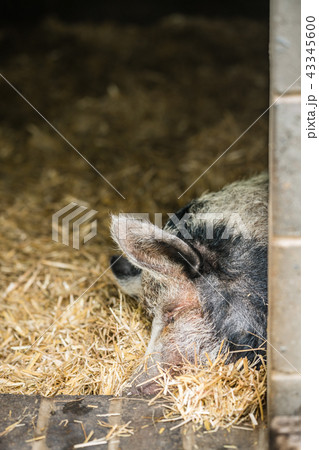 Pig sleeping in the barn Pig sleeping in the barn 43345600