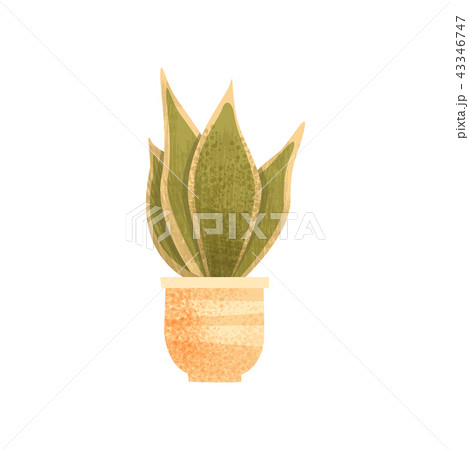 Sansevieria house plant, elegant home or office decor vector Illustration on a white background 43346747