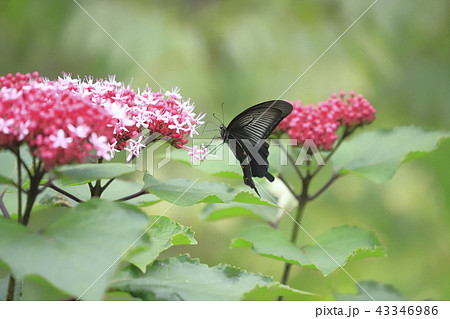 ボタンクサギの花とクロアゲハの写真素材