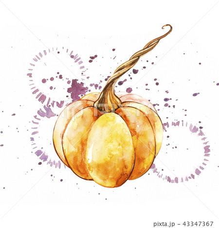 Pumpkin. Hand drawn watercolor painting on white background. Watercolor illustration with a splash. 43347367
