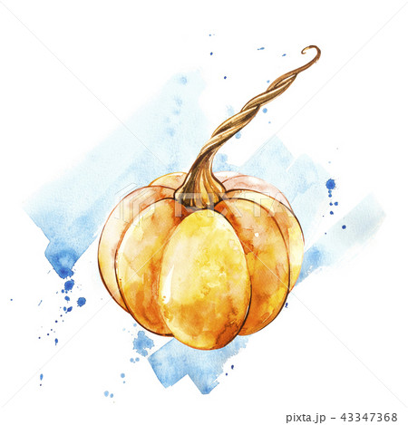 Pumpkin. Hand drawn watercolor painting on white background. Watercolor illustration with a splash. 43347368