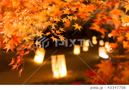 ライトアップ紅葉～森林公園～ 43347706