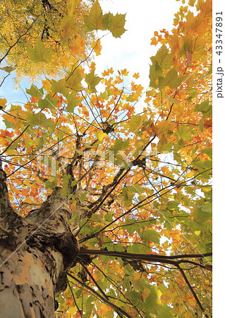 プラタナスの紅葉の写真素材