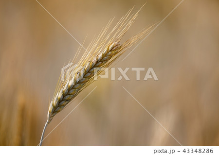Wheat Wheat 43348286