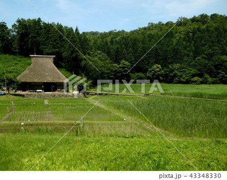 中池見湿地 43348330