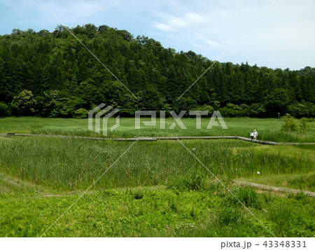 中池見湿地 43348331