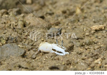 オキナワハクセンシオマネキ オキナワハクセンシオマネキ 43349084