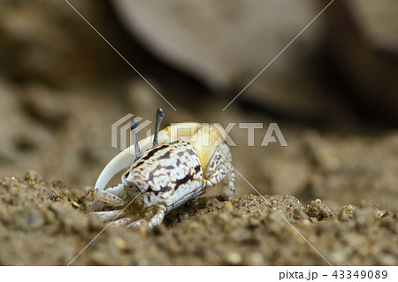 オキナワハクセンシオマネキ オキナワハクセンシオマネキ 43349089