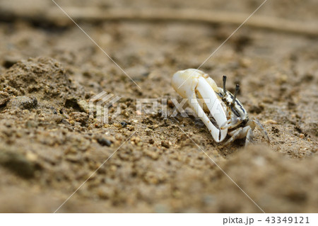 オキナワハクセンシオマネキ 43349121